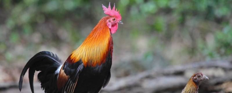 华佗打一生肖 华佗打一生肖动物