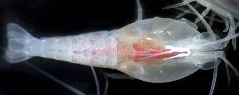 世界上最耐热的虾怎么吃（世界上最耐热的虾能吃吗）