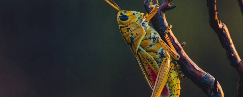 蚂蚱身上的秘密有哪些（蚂蚱身上有什么秘密）