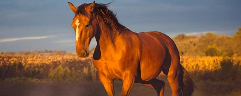 驴和马和骡子怎么区分 驴,马,骡子的区别