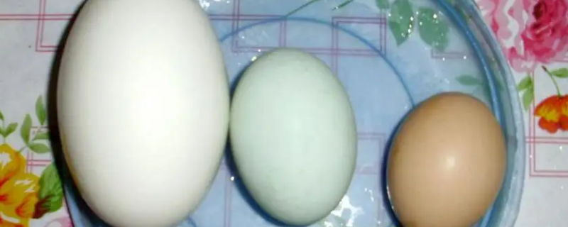 樱桃谷鸭蛋和鹅蛋的区别（樱桃谷鸭蛋和鹅蛋的区别是什么）