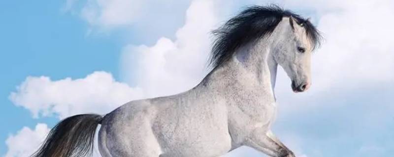 箭步如飞打一生肖 百步穿箭是什么生肖