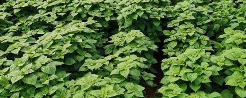 巴基斯坦的苏麻是什么 巴基斯坦苏斯特是哪个省