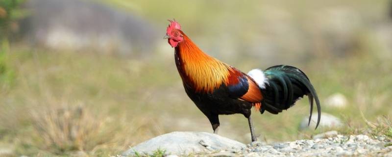 风流人物看今朝打一个生肖 风流人物看今朝是什么意思打一生肖