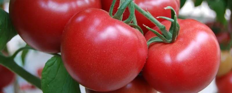 光溜溜的什么填食物（滑溜溜的什么食物填空）