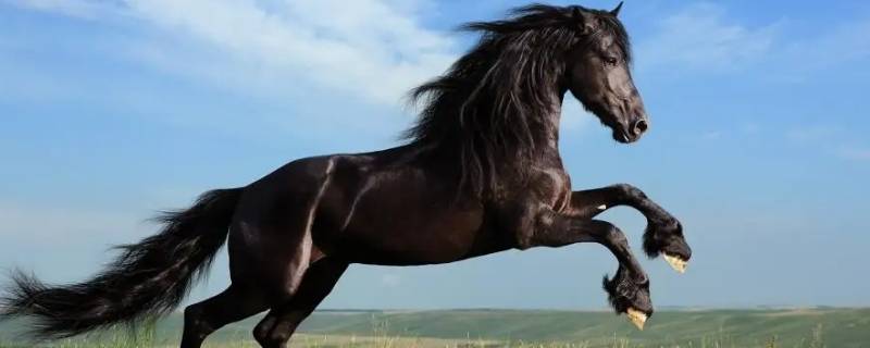 去时雪满天山路打一生肖 去时雪满天山路的意思