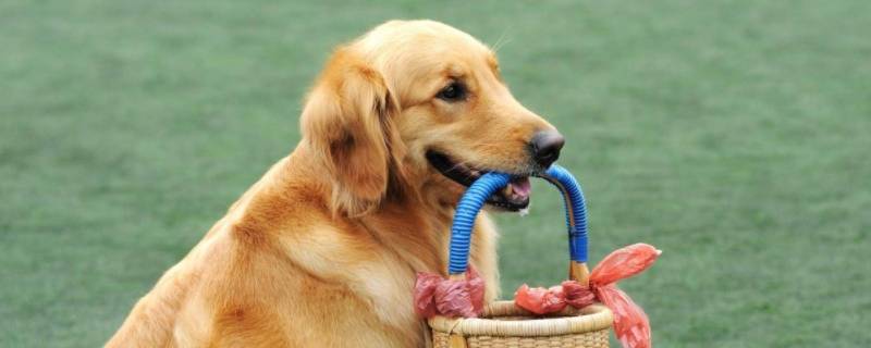 立木南门打一生肖动物 立在门外生肖什么动物