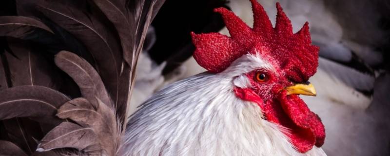 迎新送旧打一生肖 辞旧迎新打一肖