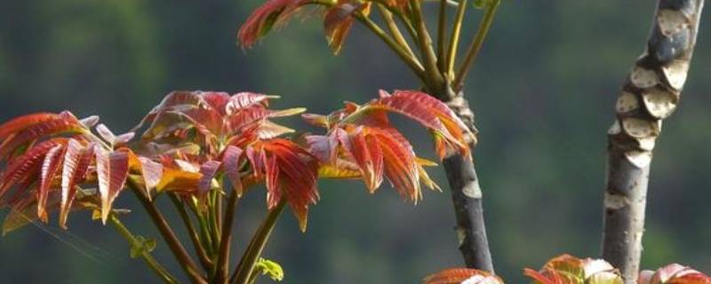 老香椿叶能不能吃 老香椿叶能不能吃下去