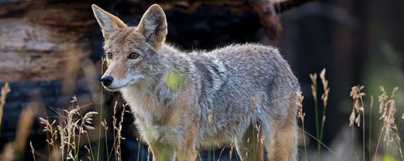 郊狼和狼的区别 什么是郊狼