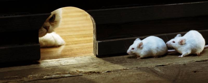 豁然开朗打一生肖（豁然开朗的意思打一生肖）