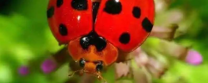 窗户都关了瓢虫还能进来（窗户都关了瓢虫还能进来嘛）