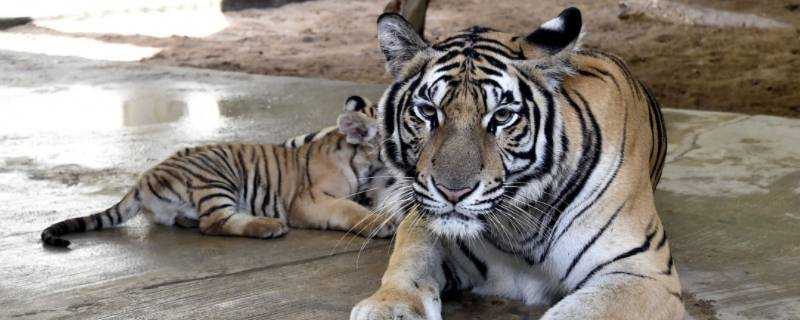 二下五上红波旺打一个生肖 红波当旺一二定什么生肖