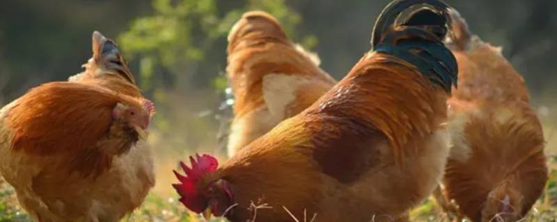 失而复得打一动物（失而复得打一个动物）