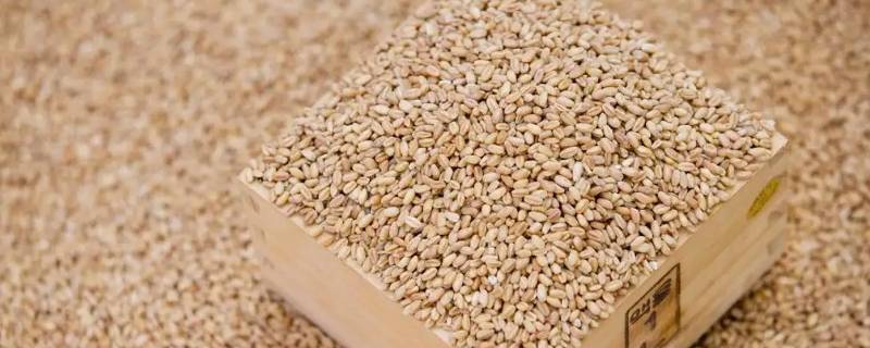 国家储备粮是几年一换（国家储备粮食几年一换）