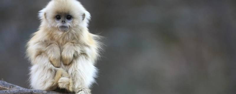 蠢才也许是人才打一生肖（蠢人是什么生肖）