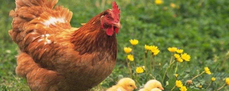 双脚着地打一生肖 四脚着地是什么生肖