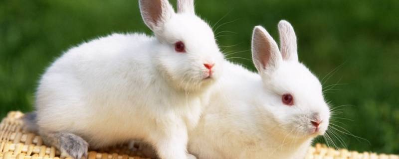 双胞胎打一生肖（双胞胎准确的打一生肖）