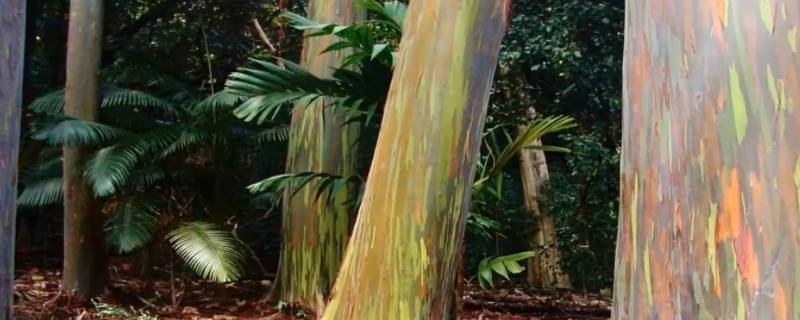 树皮没了会自己修复吗 树皮没了会自己修复吗图片