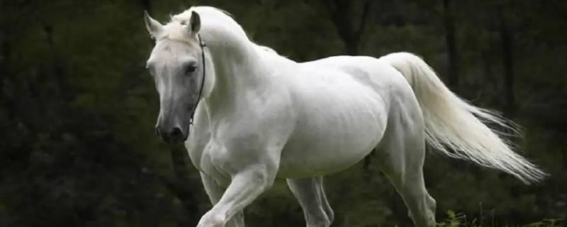 永无止境打一生肖（永无止境打一生肖是龙吗）