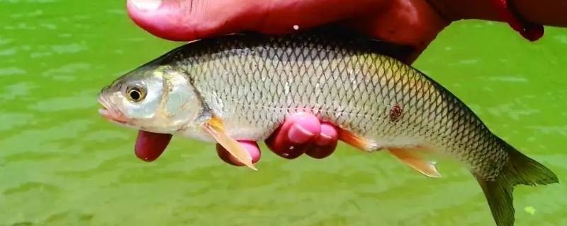 雅罗鱼的家常做法 雅罗鱼的家常做法大全