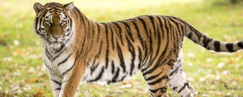 英雄的动物猜一个生肖（英雄的动物猜一个生肖动物）