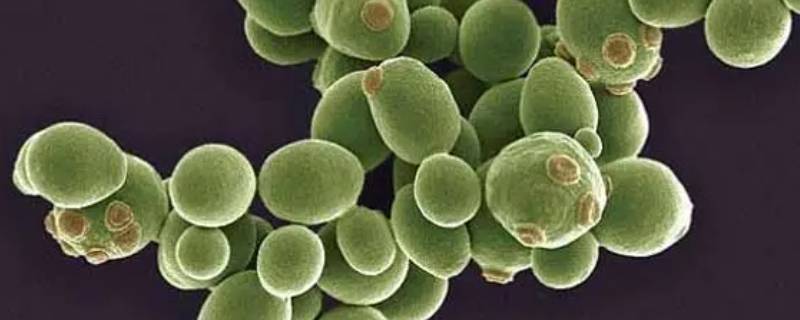 酵母菌的营养方式是（酵母菌的营养方式是寄生吗）