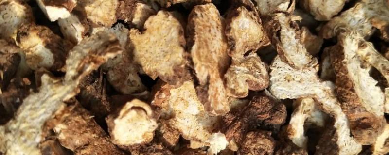 苍术泡水的方法（苍术怎样泡水）