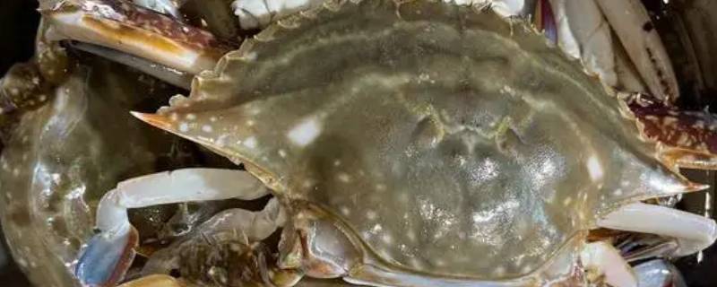 梭子蟹多少钱一斤市场价2022（连云港梭子蟹多少钱一斤市场价2022）