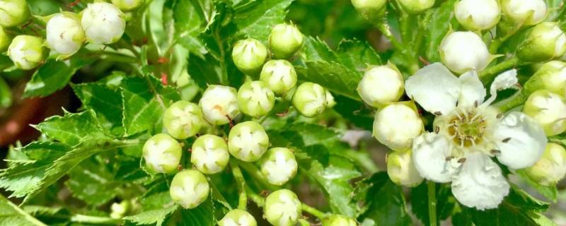 山楂嫩芽吃法（山楂嫩芽吃法大全）