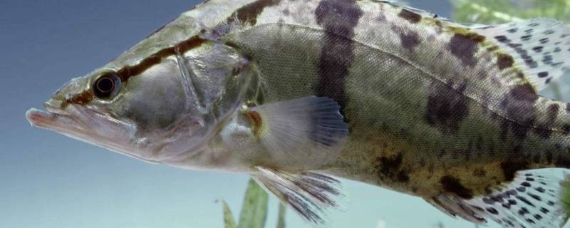 桂鱼多少钱一斤市场价2022（桂鱼多少钱一斤市场价2022江苏）