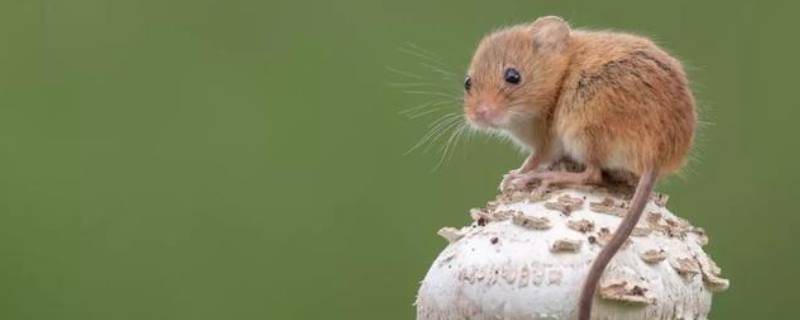 理亏心虚打一动物 平身专做亏心事猜一动物生肖