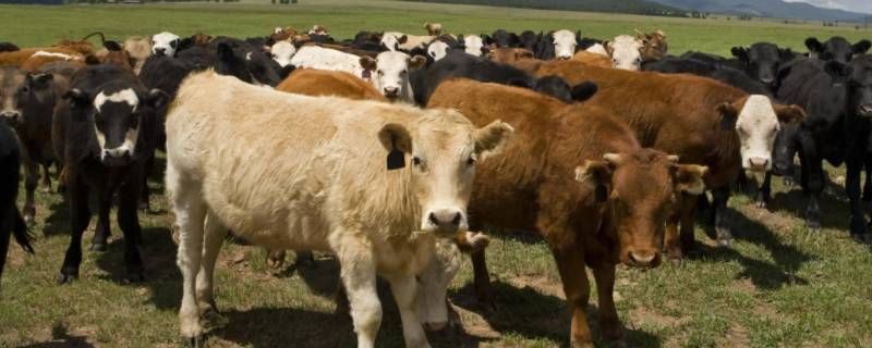 甜甜蜜蜜打一生肖（甜蜜是什么生肖）