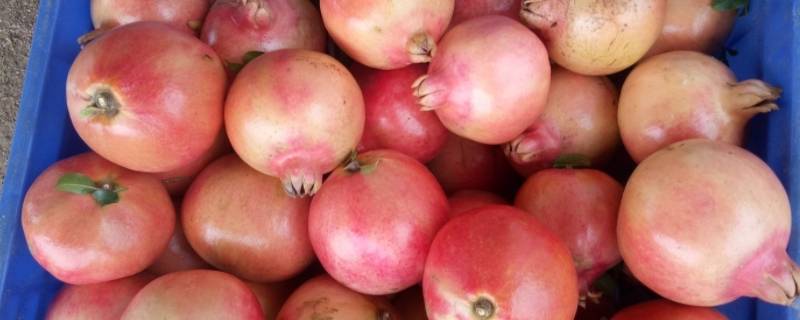 枣庄可以送人的土特产 枣庄可以送人的土特产有哪些