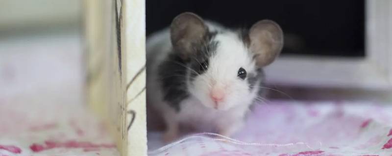 同胞三姐妹打一动物 两对姐妹打一动物