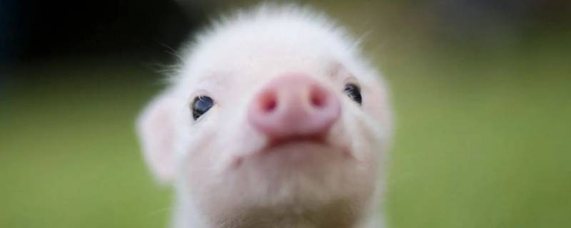 日慎一日打一生肖 日复一日打一肖