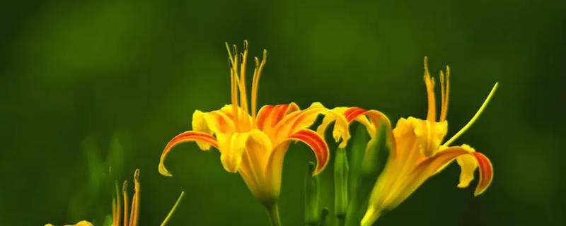 忘忧草网名是什么意思（忘忧草网名的个性签名）