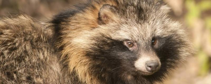 田螺狗是什么（田螺狗是什么品种）