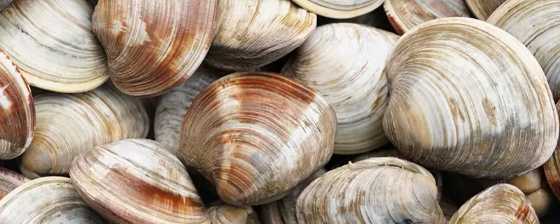 大美贝怎么做好吃（大美贝怎么做好吃又简单）