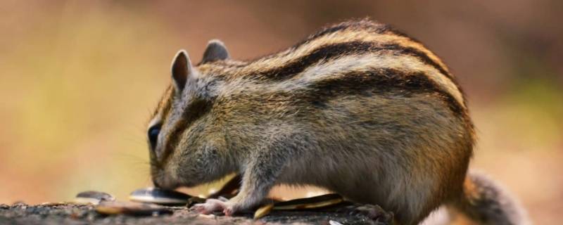 十八好汉二三倒打一生肖 十八好汉两三倒