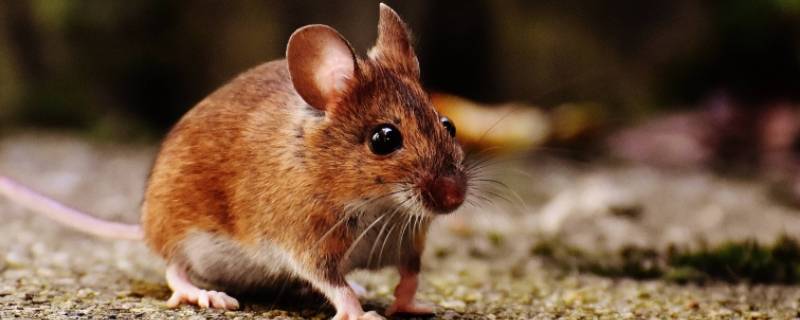 花木兰打一准确生肖（花木兰猜生肖）