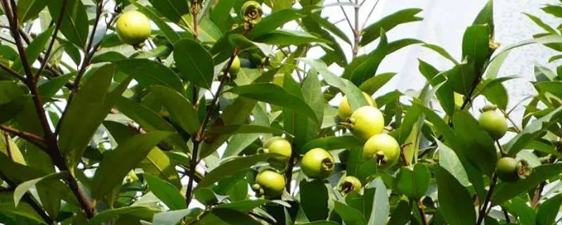 蒲桃为什么没人吃 水蒲桃为什么没人吃