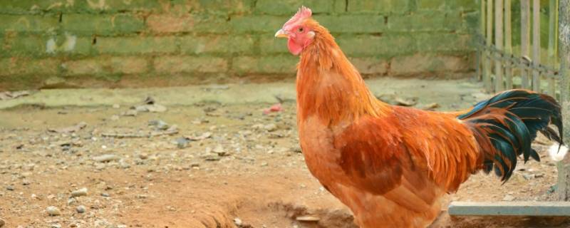 泰山压卵打一生肖（泰山压卵猜生肖）