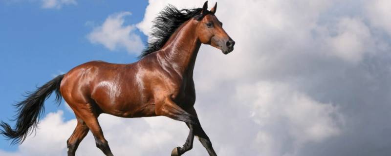 走财闯北无功名打一生肖 走财闯北无功名,一二相合猜一猜是什么生肖