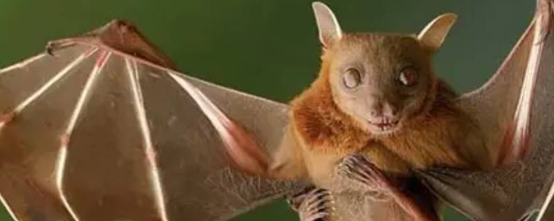 哪些动物有特殊的本能（哪种动物有特殊的本能）