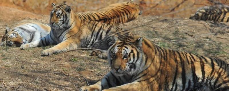 三虎一羊图打一成语（三兔一虎打一成语）