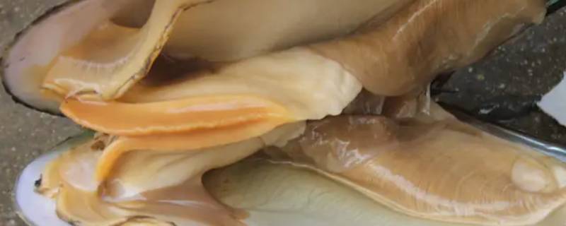 河蚌煮不烂怎么办 河蚌煮不烂怎么办视频