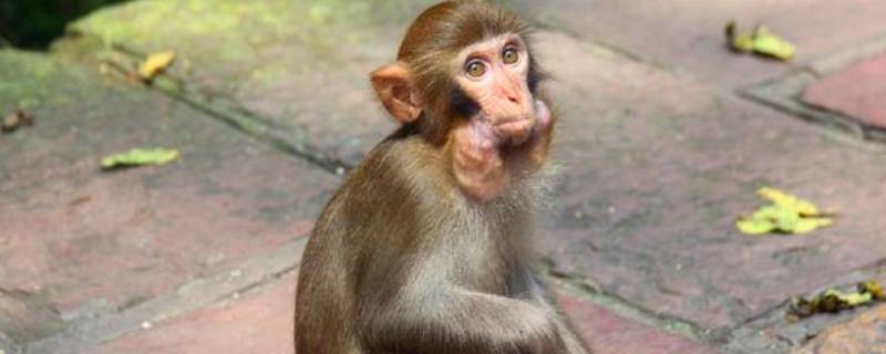 烈火干柴打一正确生肖（干柴烈火,打一生肖）