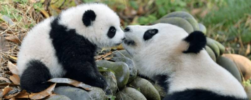大熊猫的价值和意义 大熊猫的价值和意义所在