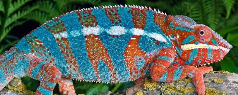 各种小动物的特殊本领 各种小动物的特殊本领有哪些